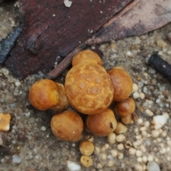 Gymnopilus junonius at Bodalla, NSW - 8 May 2024