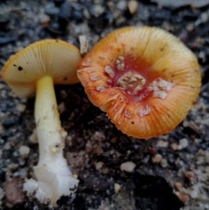 Amanita xanthocephala at Bodalla State Forest - 8 May 2024 10:54 AM