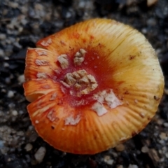 Amanita xanthocephala at Bodalla State Forest - 8 May 2024 10:54 AM