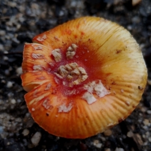 Amanita xanthocephala at Bodalla State Forest - 8 May 2024