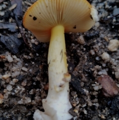 Amanita xanthocephala at Bodalla State Forest - 8 May 2024