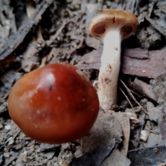 Unidentified Cap on a stem; gills below cap [mushrooms or mushroom-like] at Bodalla, NSW - 8 May 2024 by Teresa