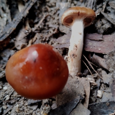Cortinarius sp. (Cortinarius) at Bodalla, NSW - 8 May 2024 by Teresa
