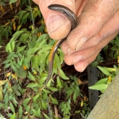 Hemiergis talbingoensis (Three-toed Skink) at Burra, NSW - 8 May 2024 by Safarigirl