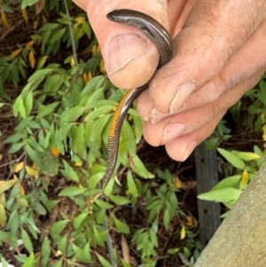 Hemiergis talbingoensis (Three-toed Skink) at QPRC LGA by Safarigirl