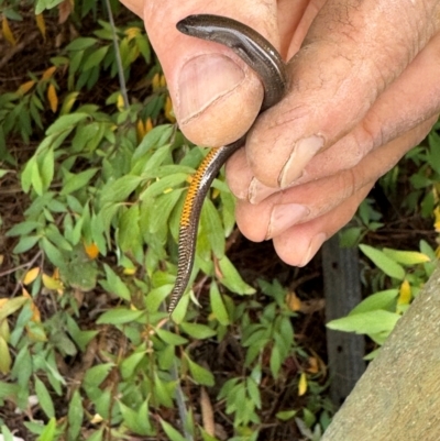Hemiergis talbingoensis (Three-toed Skink) at Burra, NSW - 8 May 2024 by Safarigirl
