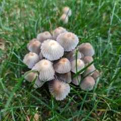 Coprinellus etc. (An Inkcap) at Giralang, ACT - 8 May 2024 by AlexGM