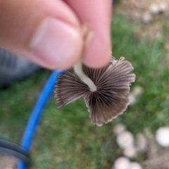 Coprinellus etc. at Giralang, ACT - 8 May 2024