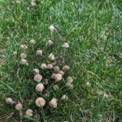 Coprinellus etc. at Giralang, ACT - 8 May 2024