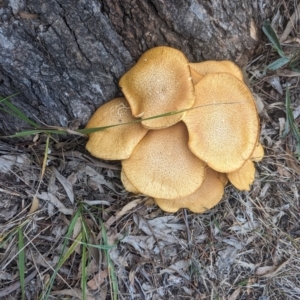 Gymnopilus junonius at O'Connor Ridge to Gungahlin Grasslands - 8 May 2024 08:27 AM