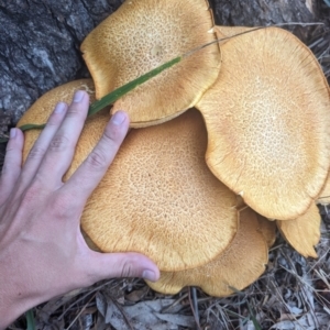 Gymnopilus junonius at O'Connor Ridge to Gungahlin Grasslands - 8 May 2024