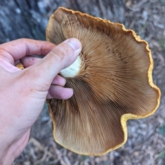 Gymnopilus junonius at O'Connor Ridge to Gungahlin Grasslands - 8 May 2024 08:27 AM