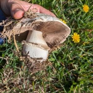 Agaricus sp. at Giralang Wetlands - 7 May 2024