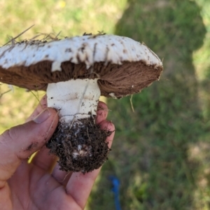 Agaricus sp. at Giralang Wetlands - 7 May 2024