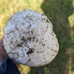 Agaricus sp. at Giralang Wetlands - 7 May 2024