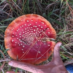 Amanita muscaria (Fly Agaric) at Giralang, ACT - 6 May 2024 by AlexGM