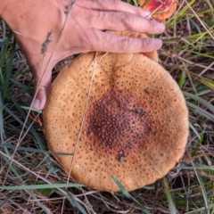 Amanita muscaria at Giralang, ACT - 6 May 2024 02:56 PM