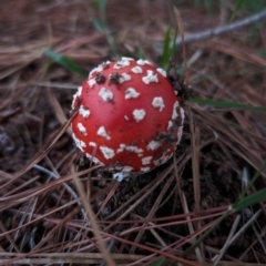 Amanita muscaria at Giralang, ACT - 6 May 2024