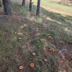 Amanita muscaria at Giralang, ACT - 6 May 2024 02:56 PM