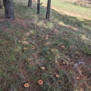 Amanita muscaria at Giralang, ACT - 6 May 2024 02:56 PM