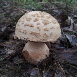 Amanita ochrophylla group at Bodalla State Forest - 8 May 2024