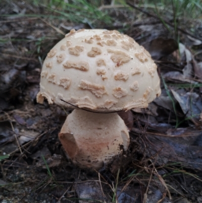 Amanita ochrophylla group at Bodalla State Forest - 8 May 2024 by Teresa
