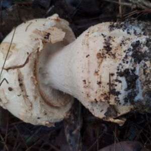 Amanita ochrophylla group at Bodalla State Forest - 8 May 2024