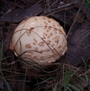 Amanita ochrophylla group at Bodalla State Forest - 8 May 2024