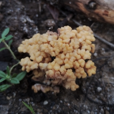 Ramaria capitata var. capitata (Pale cauliflower coral) at Bodalla, NSW - 8 May 2024 by Teresa