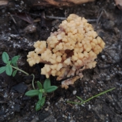 Ramaria capitata var. capitata at Bodalla State Forest - 8 May 2024 11:29 AM