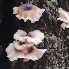 Omphalotus nidiformis (Ghost Fungus) at Bodalla, NSW - 8 May 2024 by Teresa