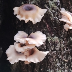 Omphalotus nidiformis at Bodalla State Forest - 8 May 2024