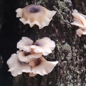 Omphalotus nidiformis (Ghost Fungus) at Bodalla State Forest by Teresa