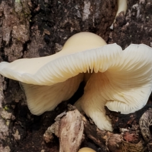 Omphalotus nidiformis at Bodalla State Forest - 8 May 2024