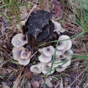 Omphalotus nidiformis at Bodalla State Forest - 8 May 2024