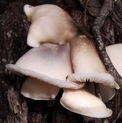 Omphalotus nidiformis at Bodalla State Forest - 8 May 2024