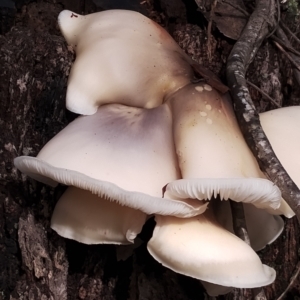 Omphalotus nidiformis at Bodalla State Forest - 8 May 2024