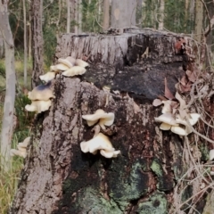 Omphalotus nidiformis at Bodalla State Forest - 8 May 2024