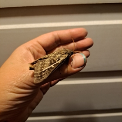 Unidentified Swift and Ghost moth (Hepialidae) at Campbell Town, TAS - 8 May 2024 by Fluffydescent