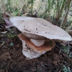 Austrocortinarius australiensis at Bodalla, NSW - 8 May 2024 by Teresa