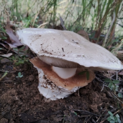 Austrocortinarius australiensis at Bodalla State Forest - 8 May 2024 by Teresa