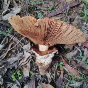 Austrocortinarius australiensis at Bodalla State Forest - 8 May 2024 11:54 AM