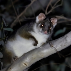 Pseudocheirus peregrinus (Common Ringtail Possum) at Black Mountain - 8 May 2024 by JimL