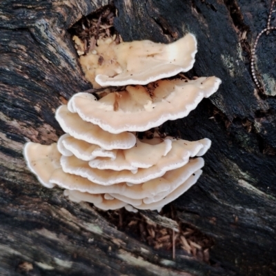 Unverified Shelf-like to hoof-like & usually on wood at Bodalla State Forest - 8 May 2024 by Teresa
