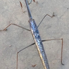 Unidentified Praying mantis (Mantodea) at Tanami, NT - 30 Apr 2024 by DarwinAstro