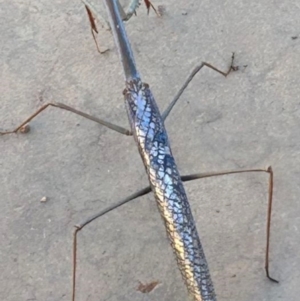 Archimantis (genus) at Tanami, NT - suppressed