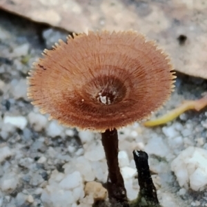 Coltricia sp. at Bodalla State Forest - 8 May 2024