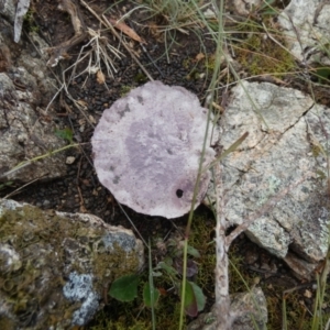 Calvatia cyathiformis at suppressed - suppressed