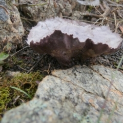 Calvatia cyathiformis at suppressed - 7 May 2024