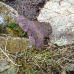 Calvatia cyathiformis at suppressed - suppressed